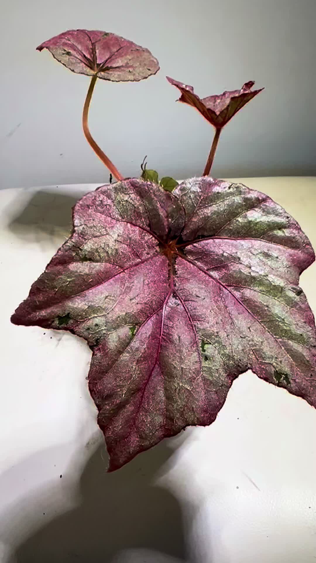@About The Plant