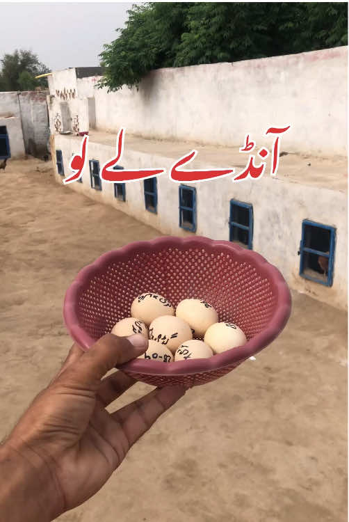 @Poultry Markaz