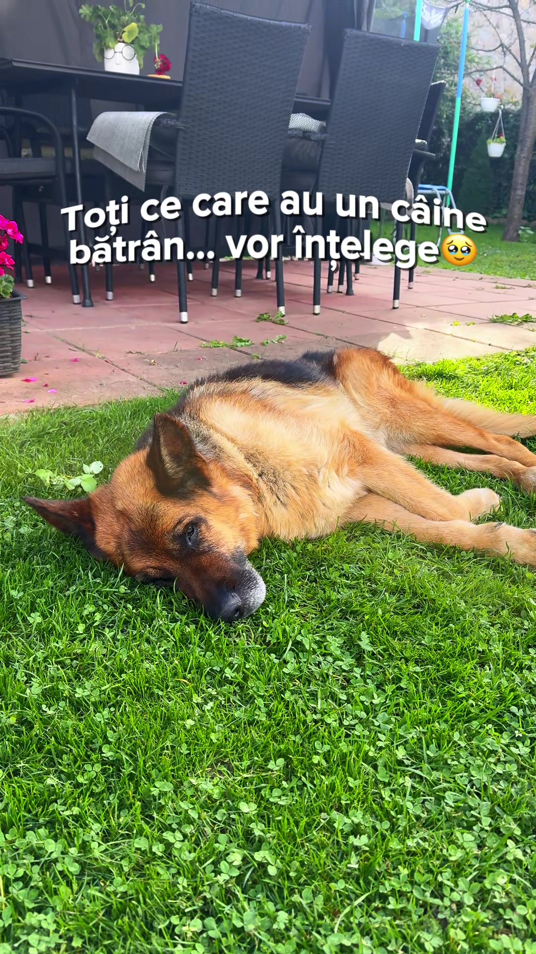 @Dr. Nicola Ioana