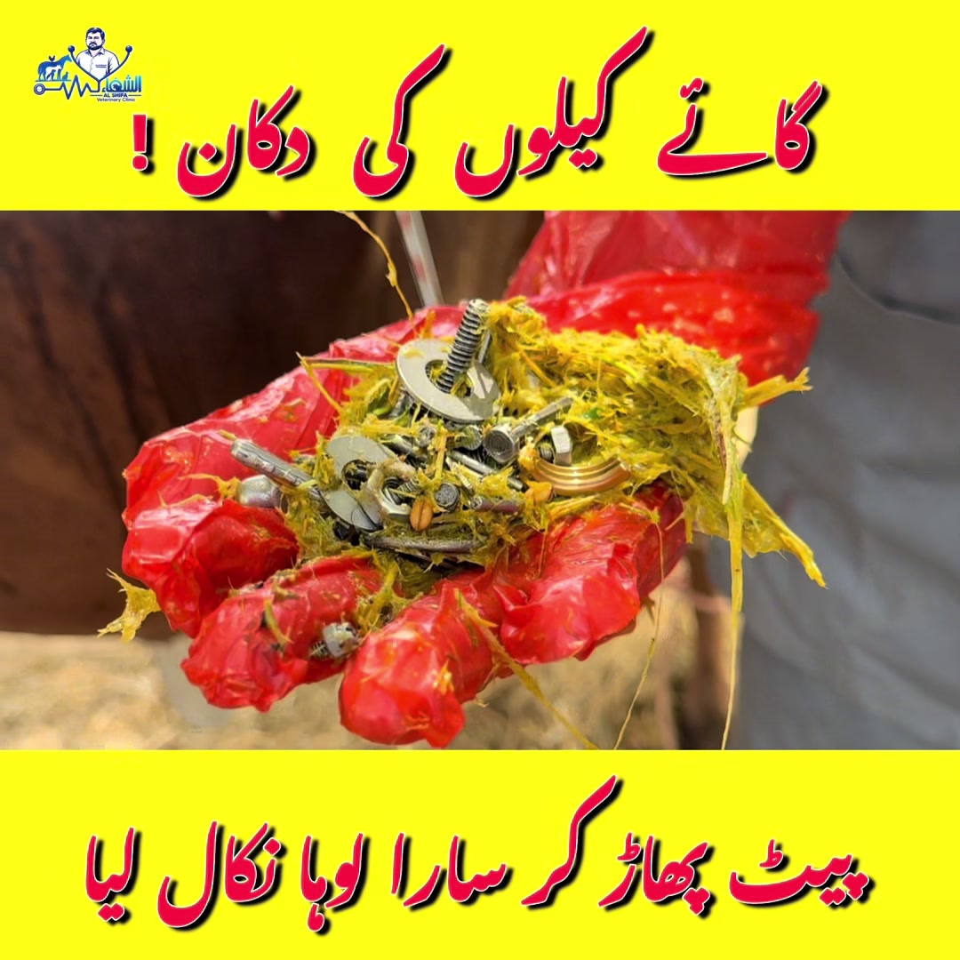 @vet.dr.mohsin4800