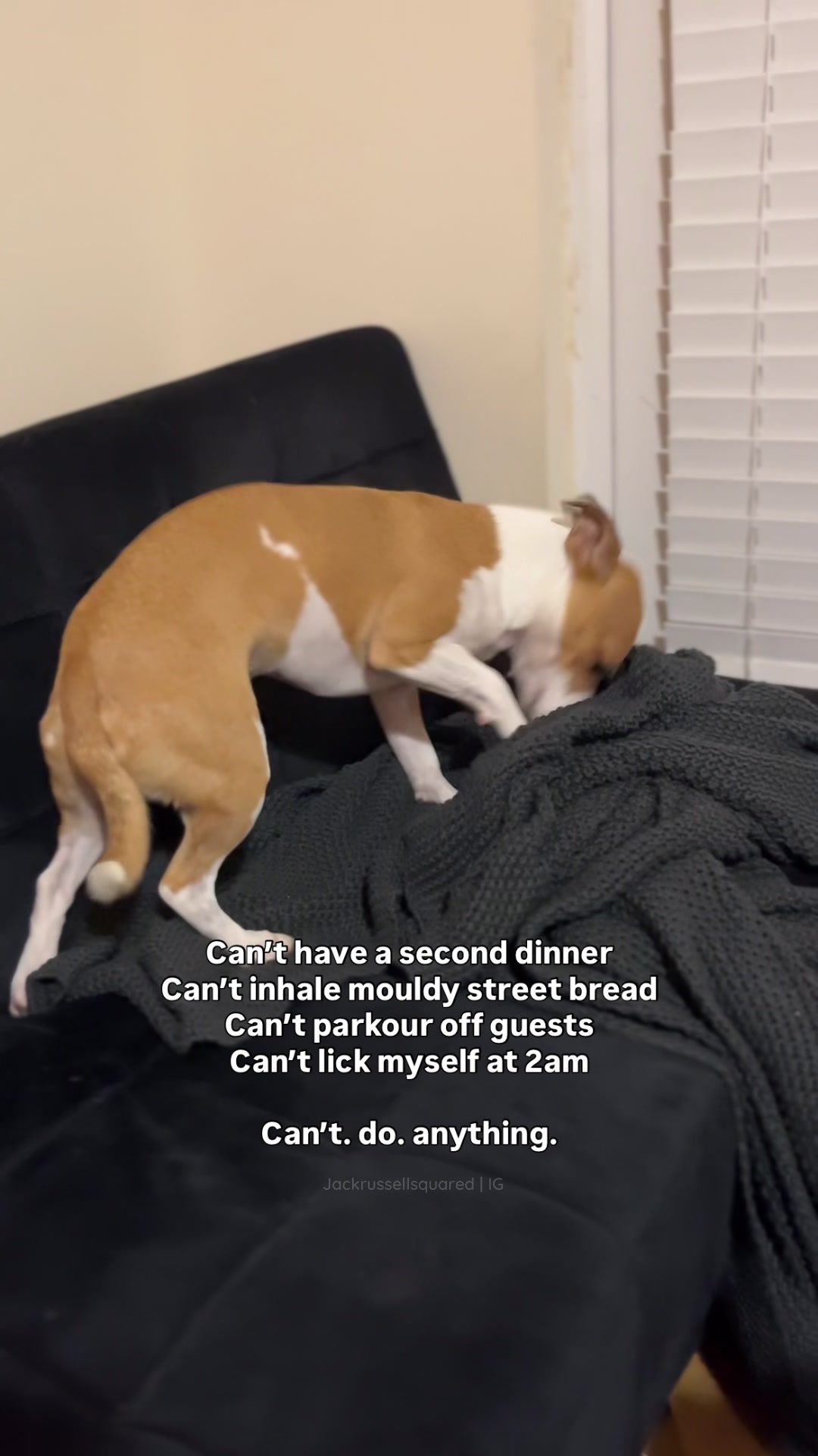 @jackrussellsquared