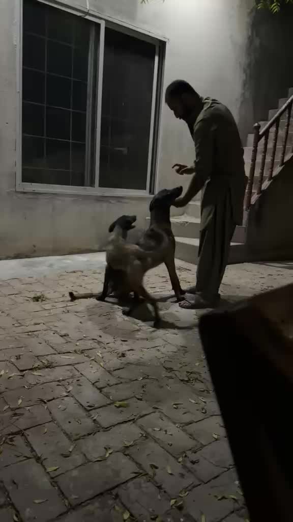 @MalinoisofPakistan