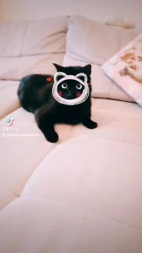 @&hearts;️Katzenmama&hearts;️