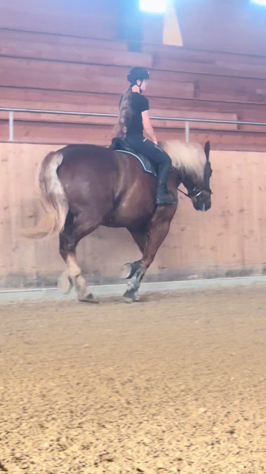 @_.coldblood.dressage_