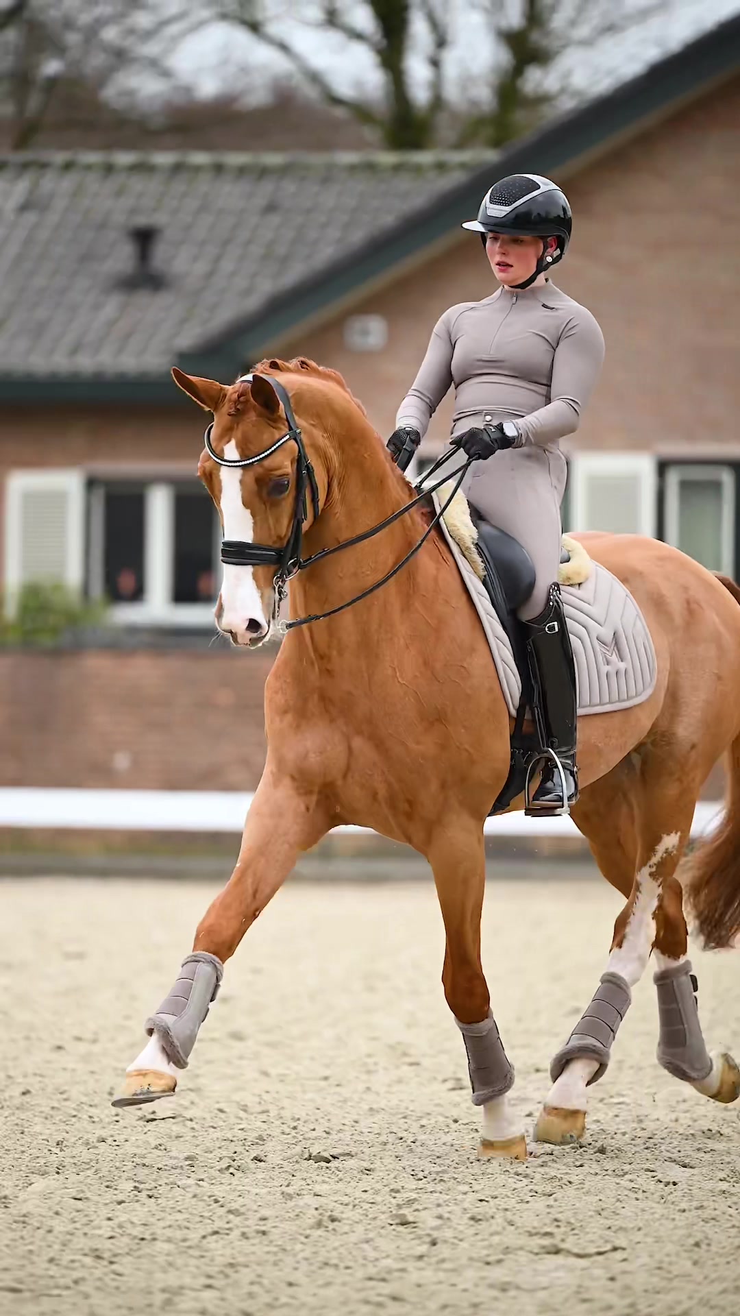 @Maximilian Equestrian