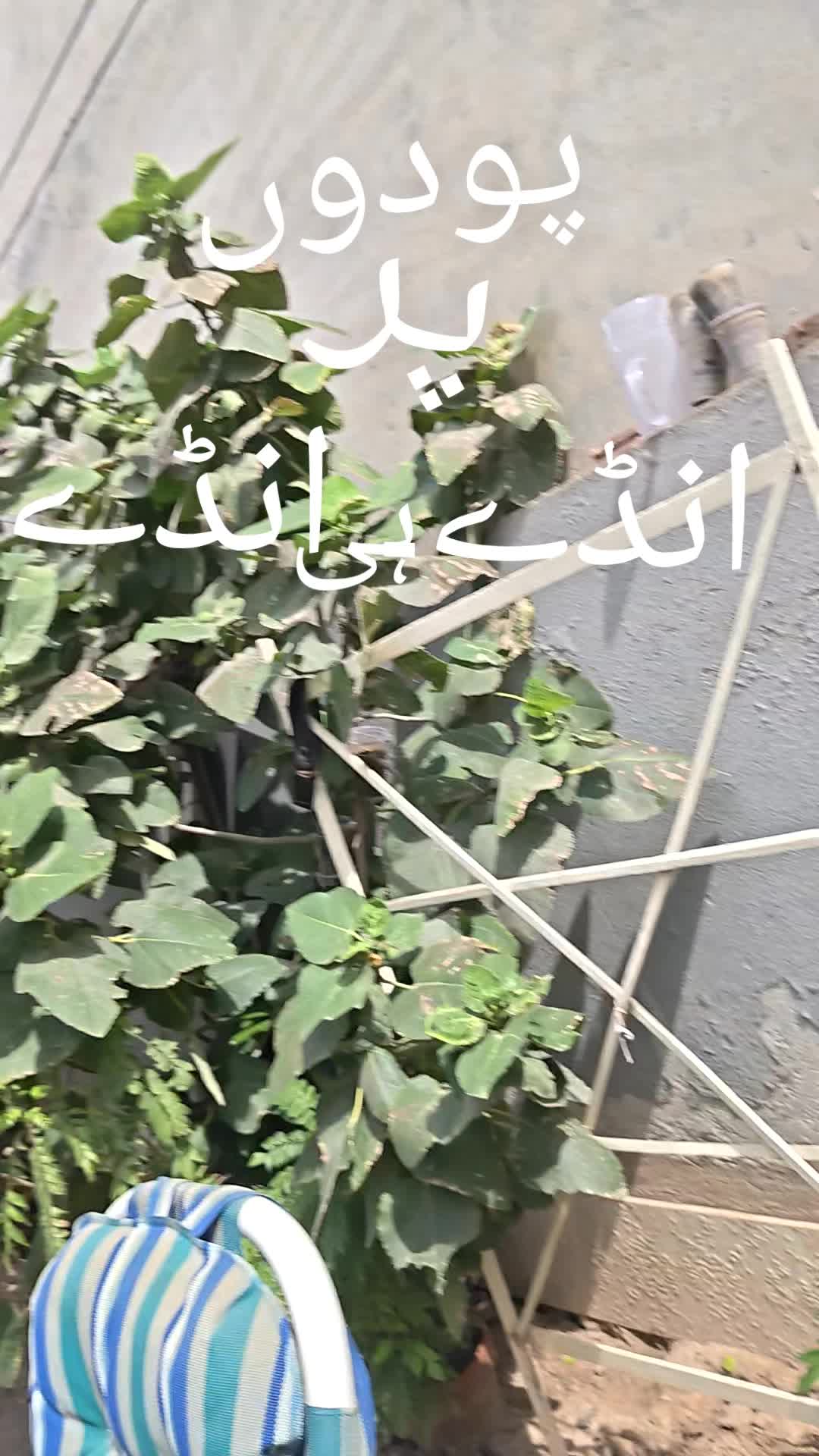 @M.Shahbaz