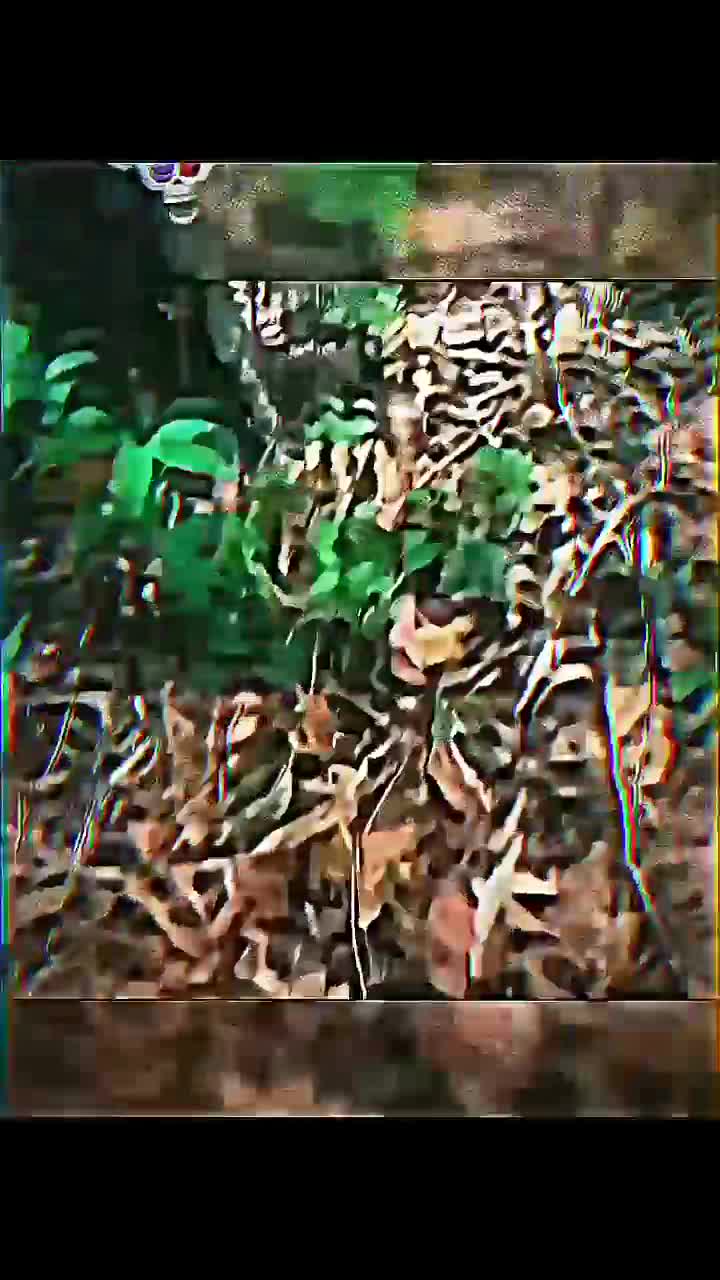 @HALONEXT