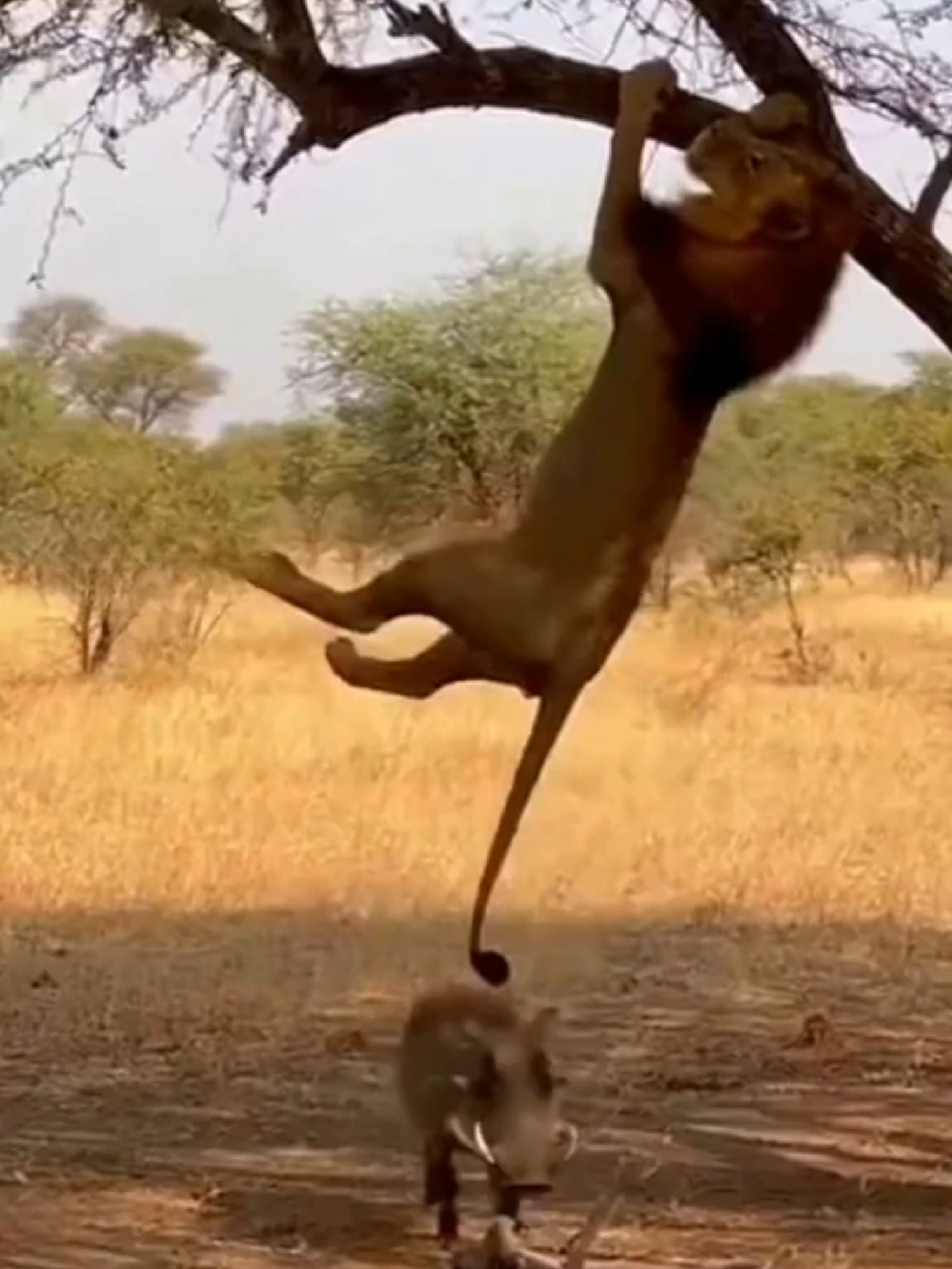 @Pride of the Wild