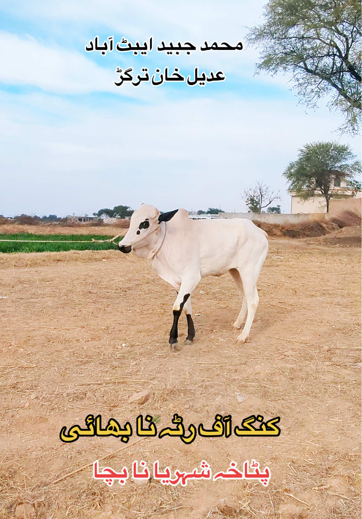 @محمد جنید (ایبٹ آباد)