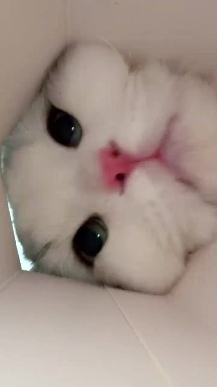 @lklkgfgf62