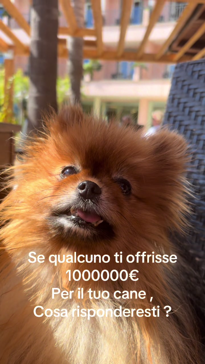 @Flamy Pomerania