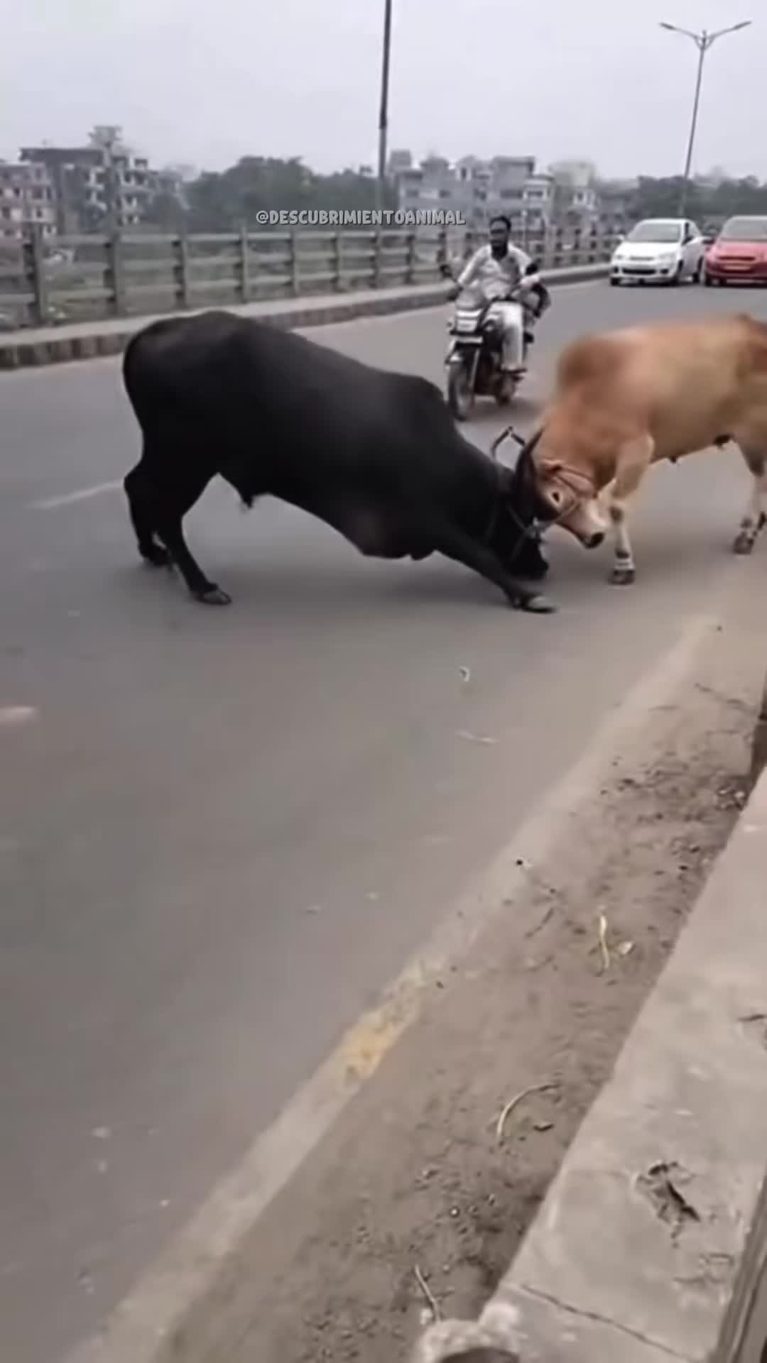 @Descubrimientoanimal