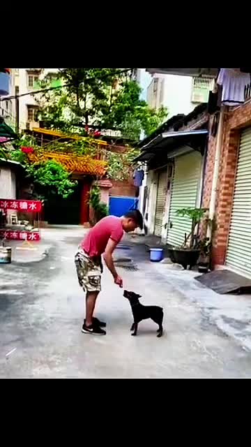 @Dog training ®