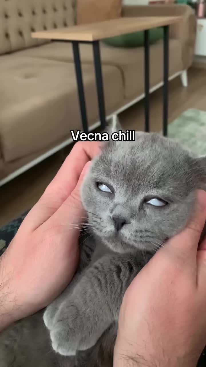 @miaou.catz