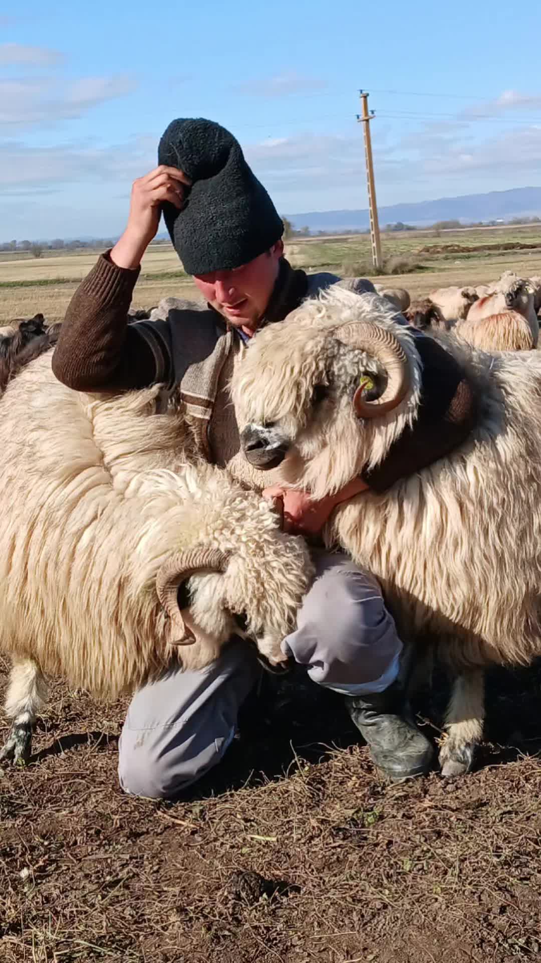 @Jidanu 🌲🐕🐑🌲❤️
