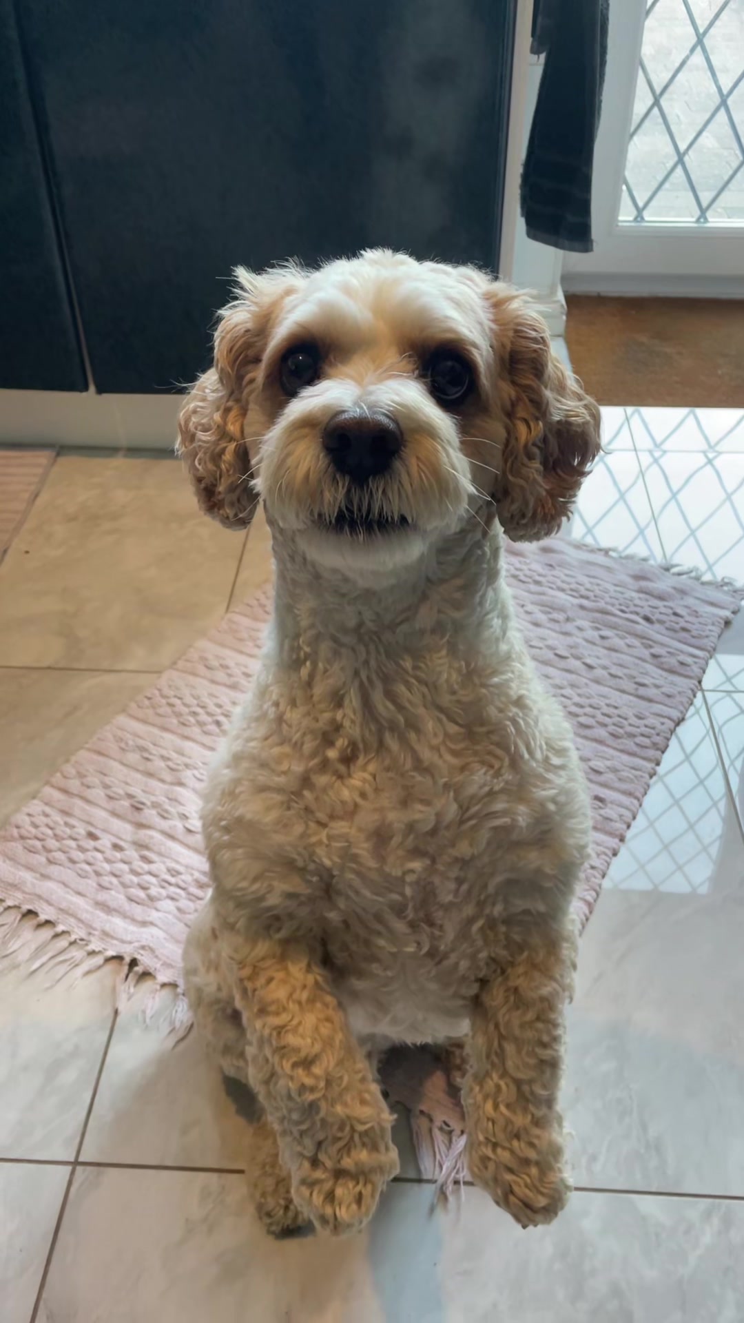 @My Cavachon