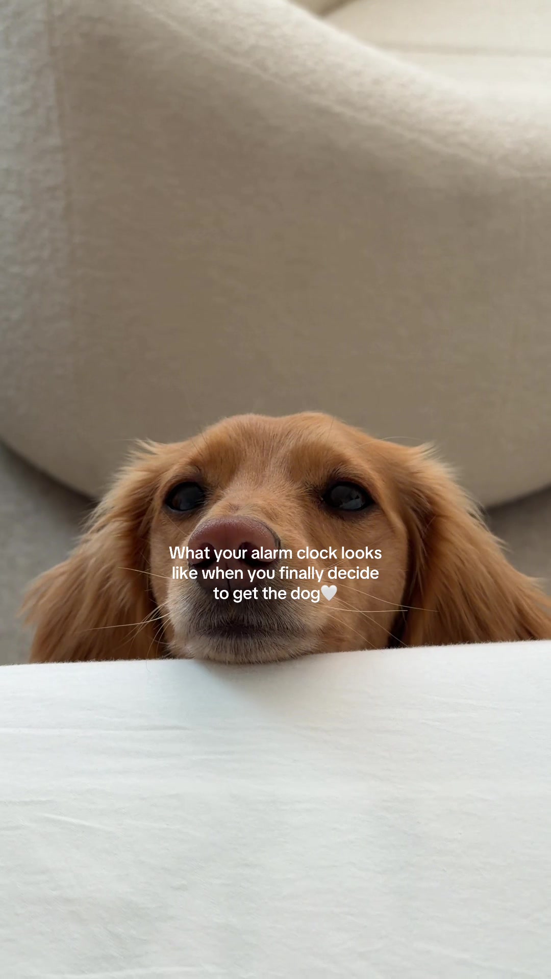 @cashewdachshund