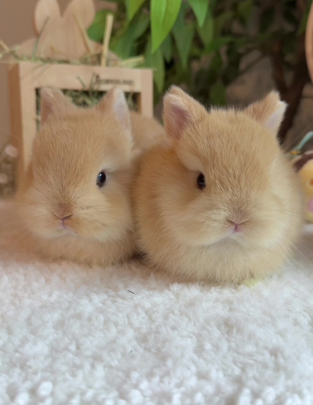 @Fluffy Bunny Orlando