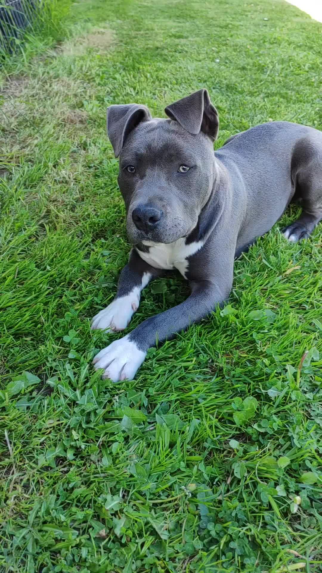 @Asko amstaff