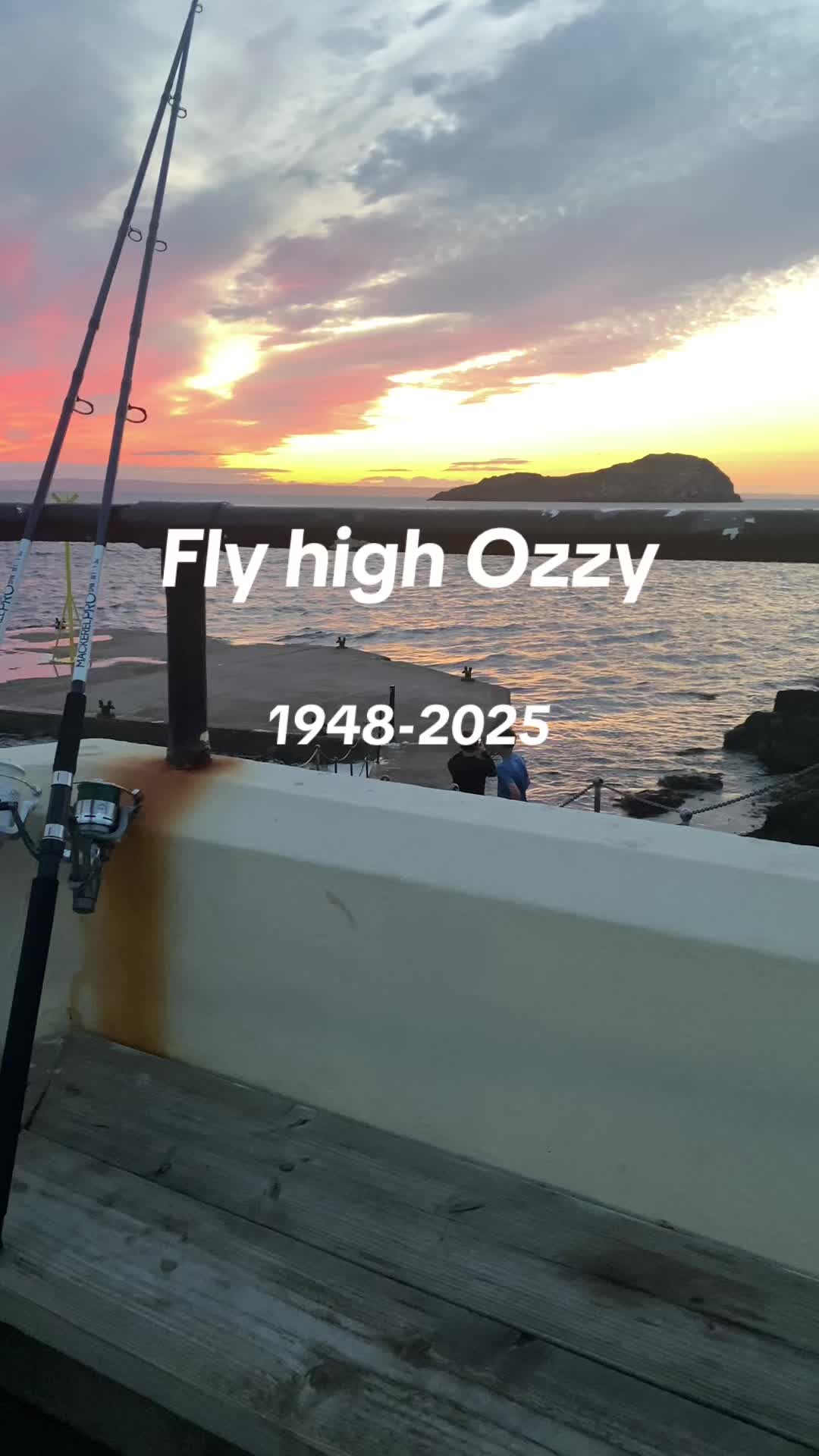 @alfie_fishes_
