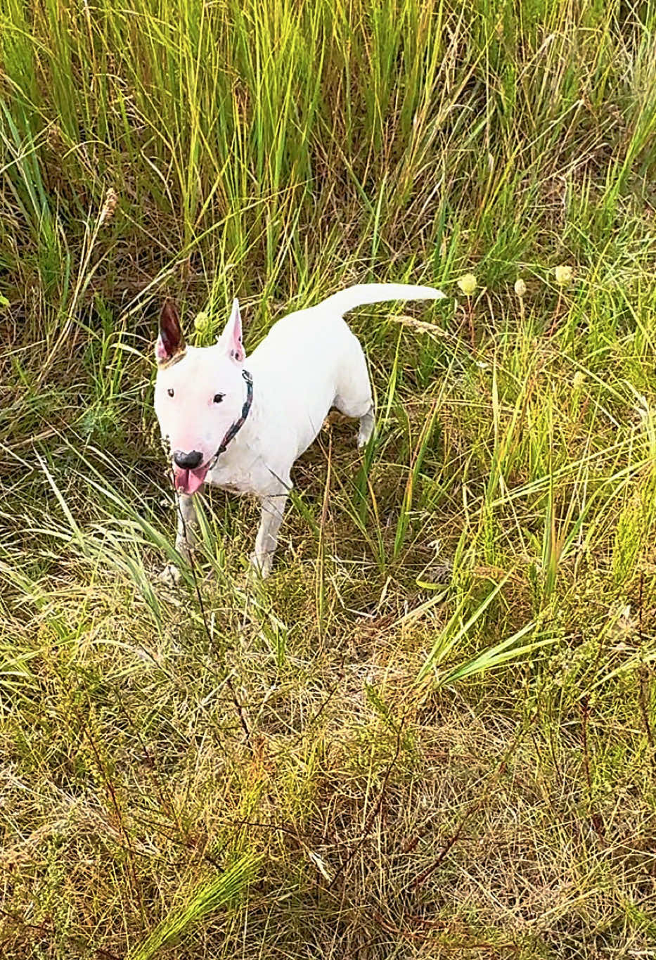 @Terra_Viva_minibullterrier