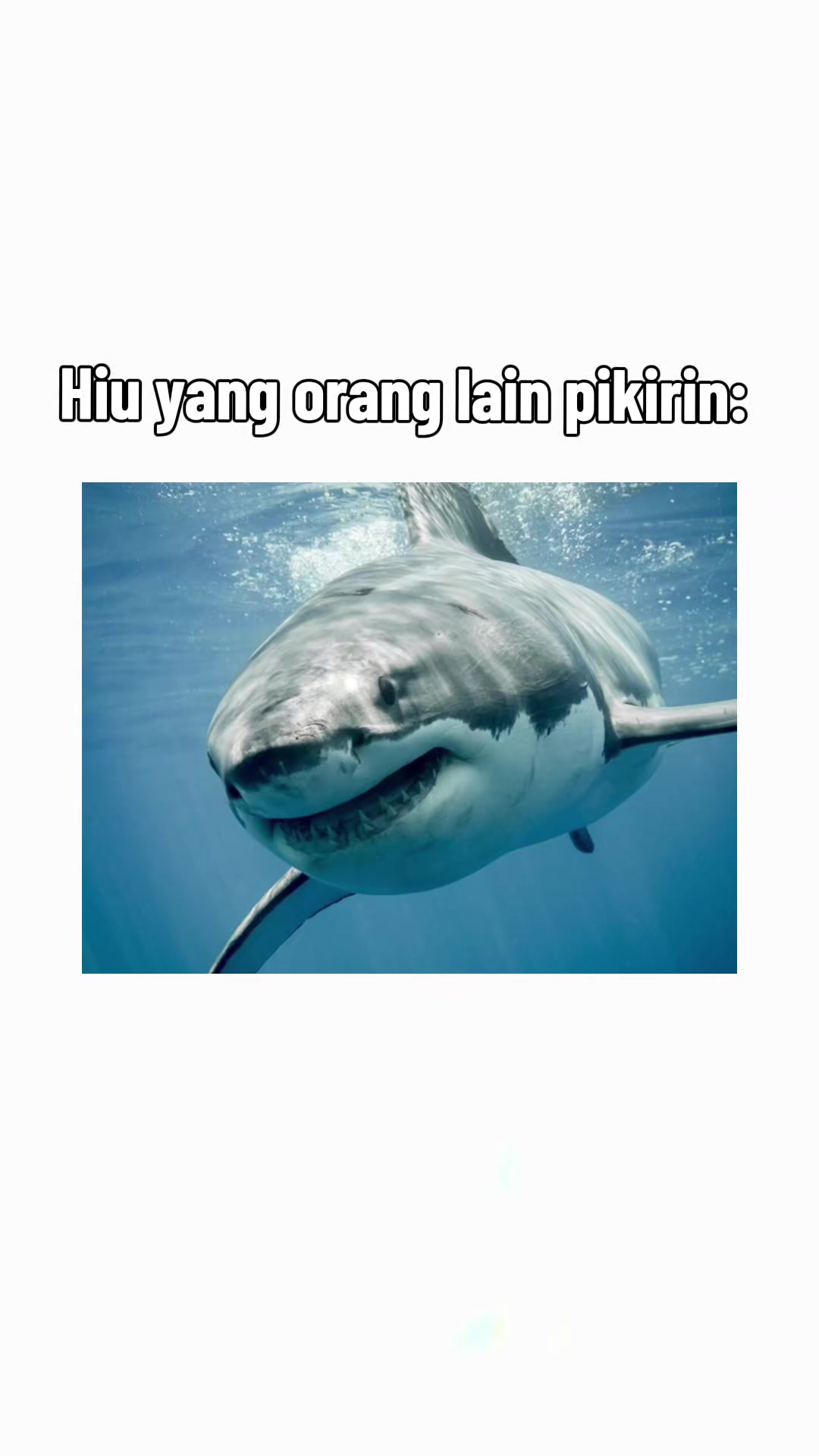 @TT-3114🇮🇩🦈