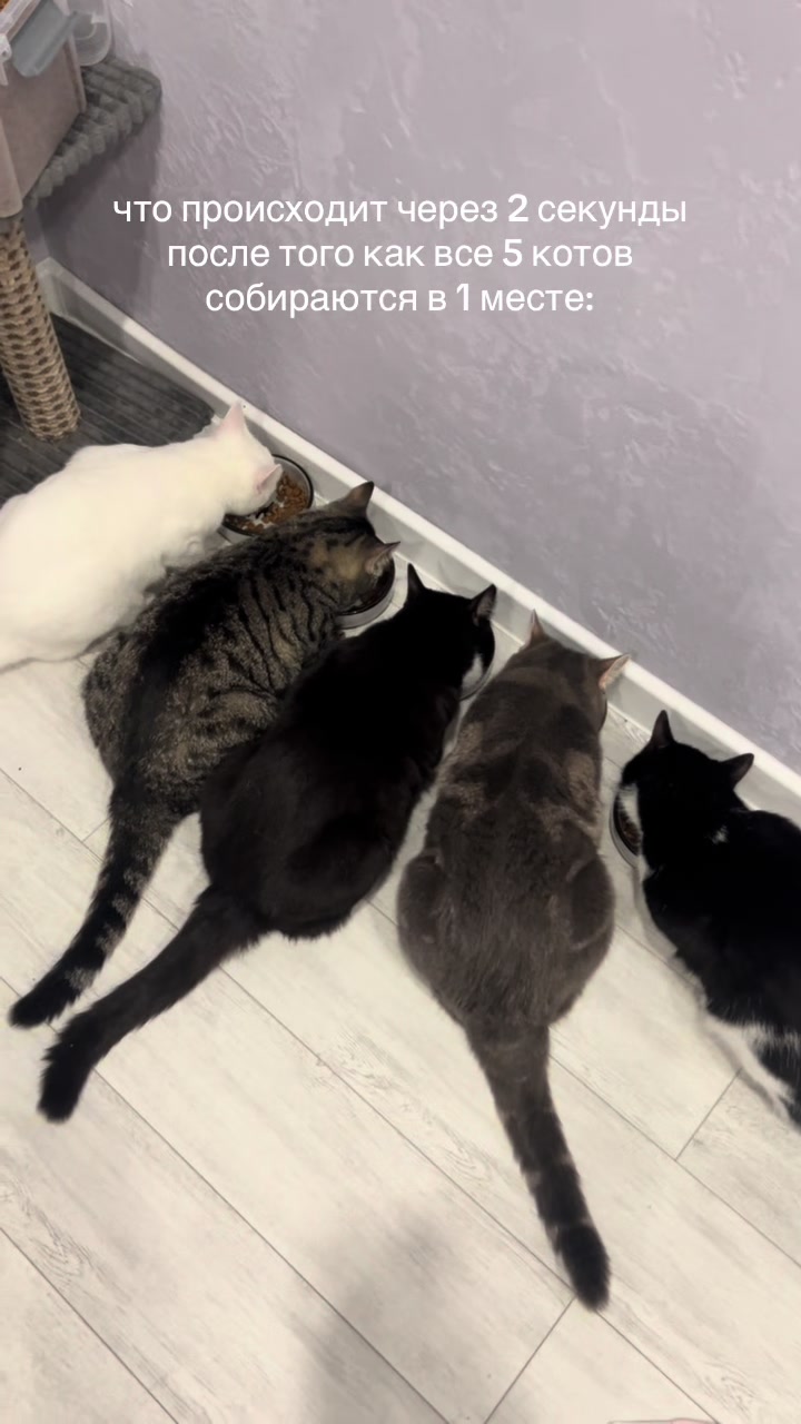 @тгк мм шрунке_꒰ᐢ. ̫ .ᐢ꒱