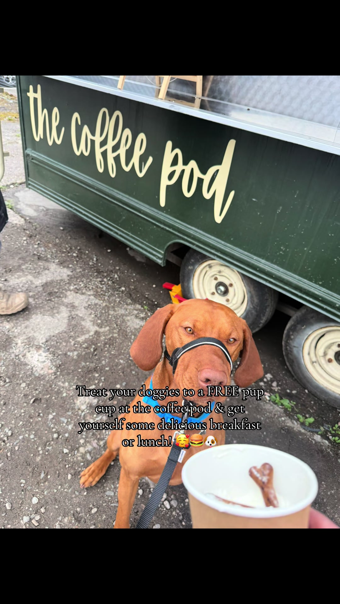 @Robyn’s Dog Walking Services