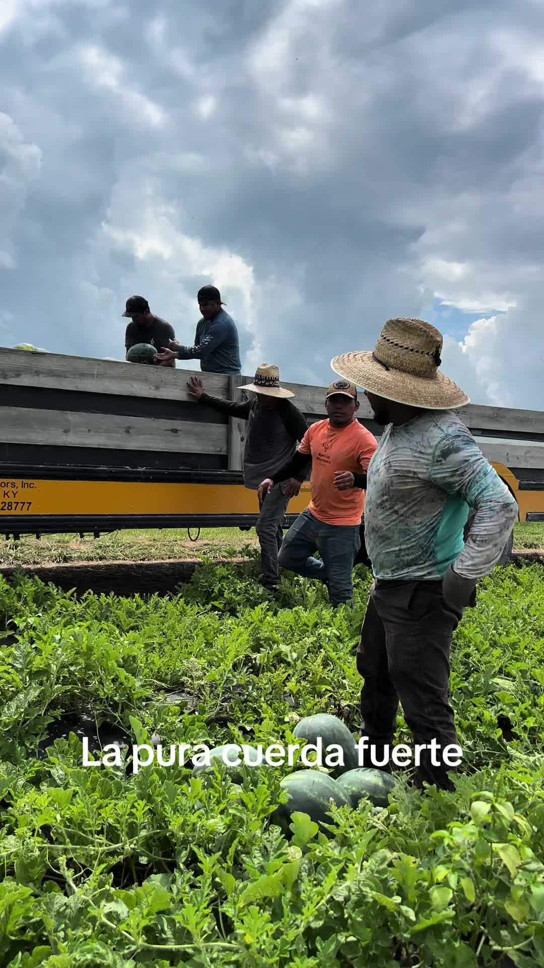 @Juan Ochoa cosechando con amor