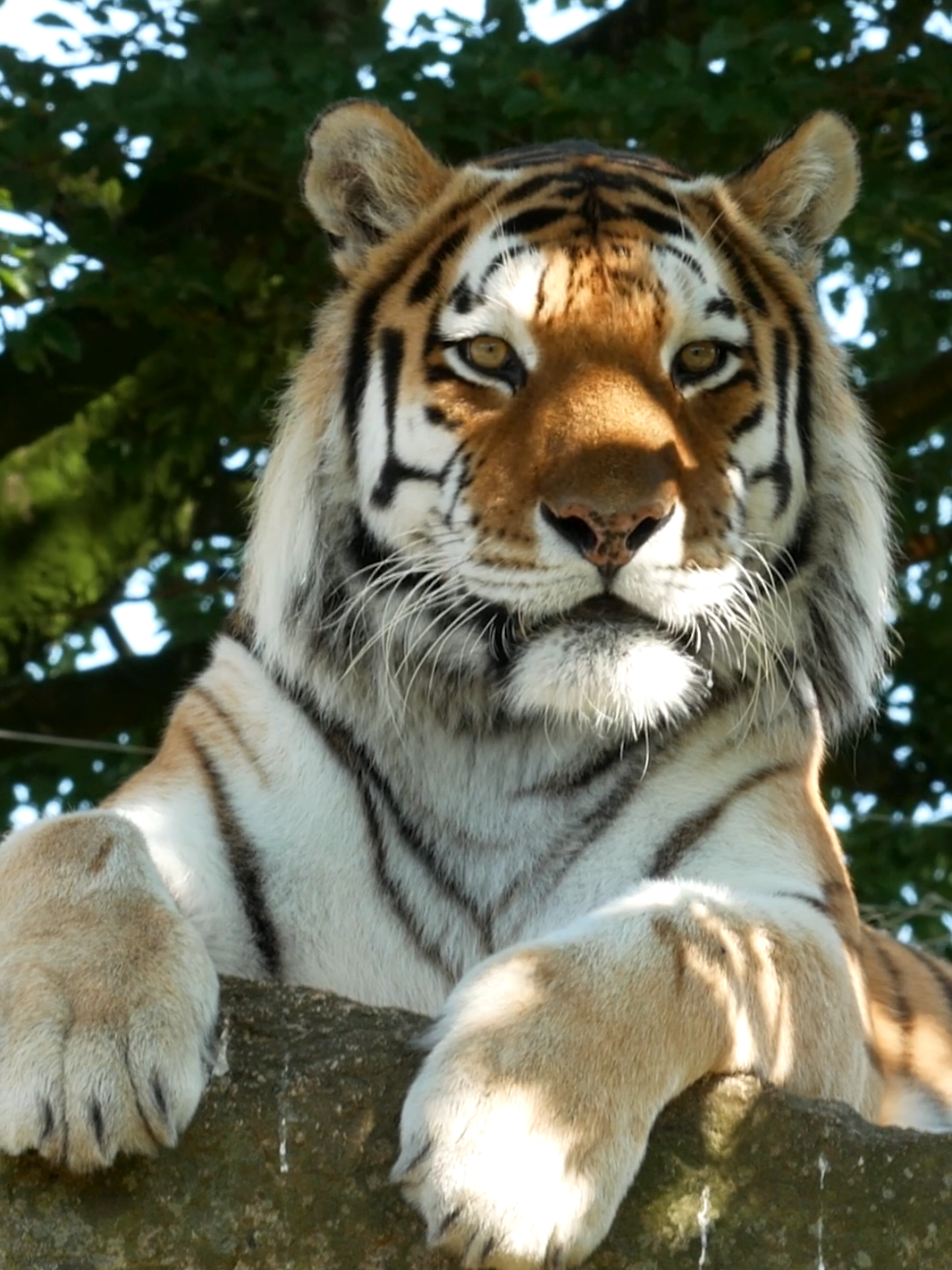 @Dartmoor Zoological Society