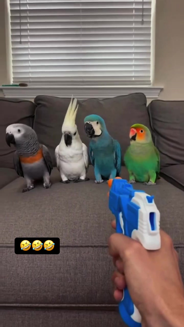 @𝓢𝓮𝓶𝓲𝓷𝓪