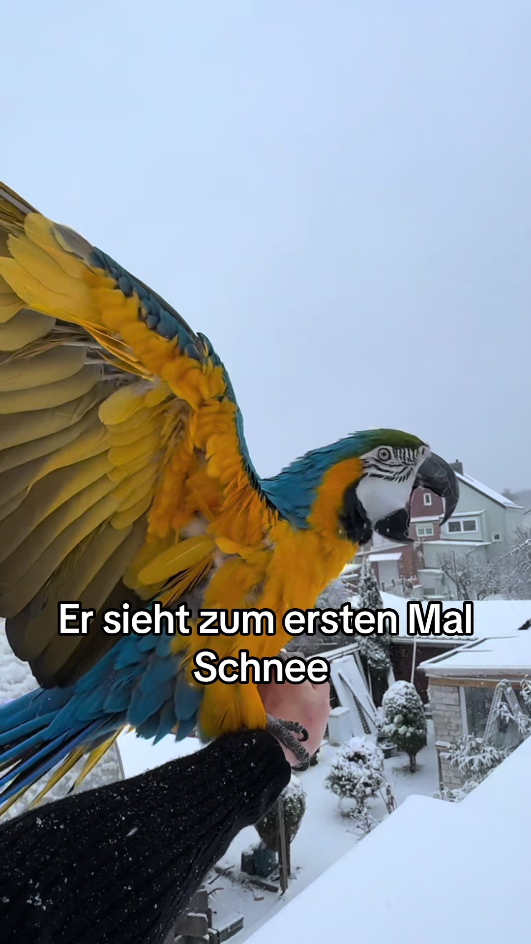 @Shankshaki