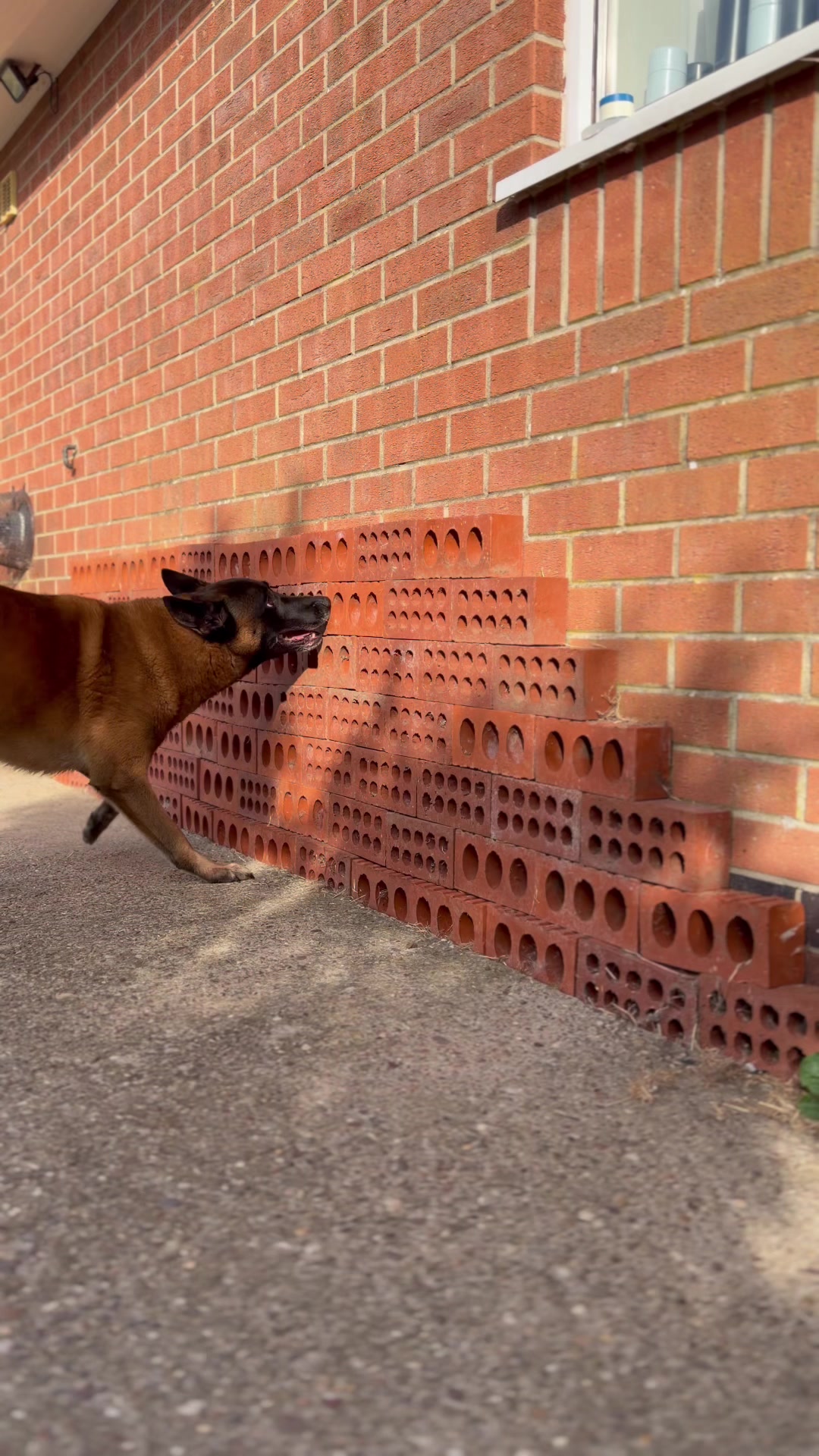 @Alexandra Butler-Enigma Canine