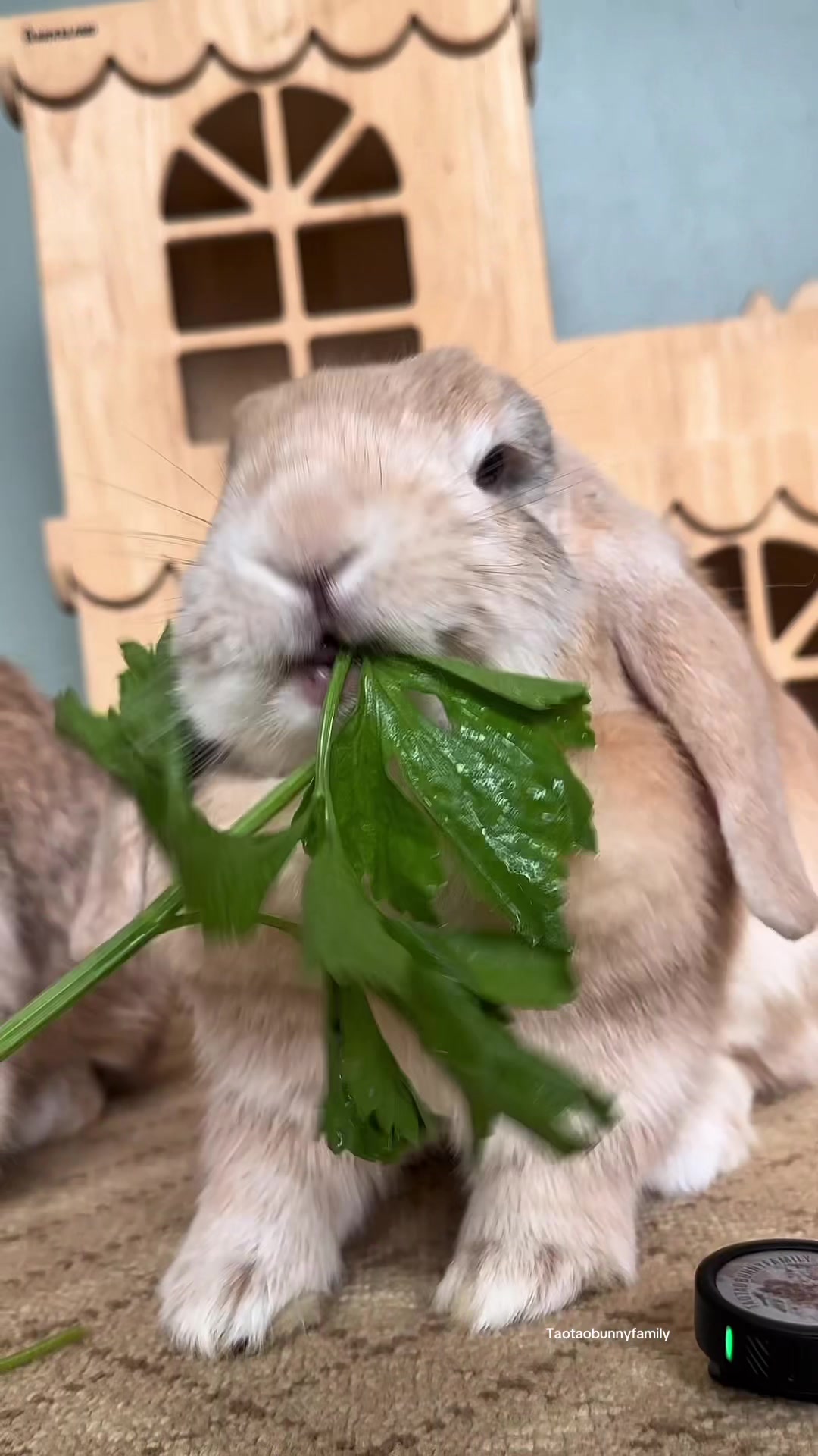 @Taotao Bunnyfamily