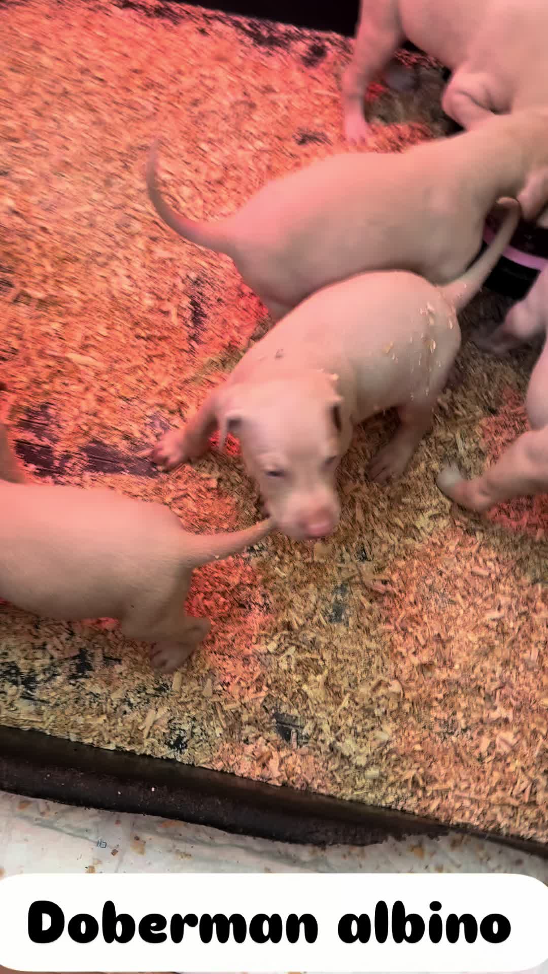 @Mascotas ,cachorritos bonitos
