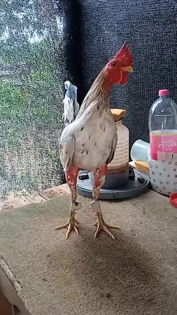 @Jose🖋️polarizadoooodedomicili