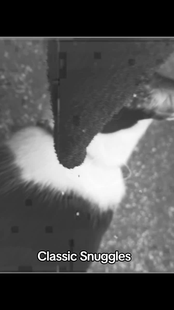 @Snuggles The Cat