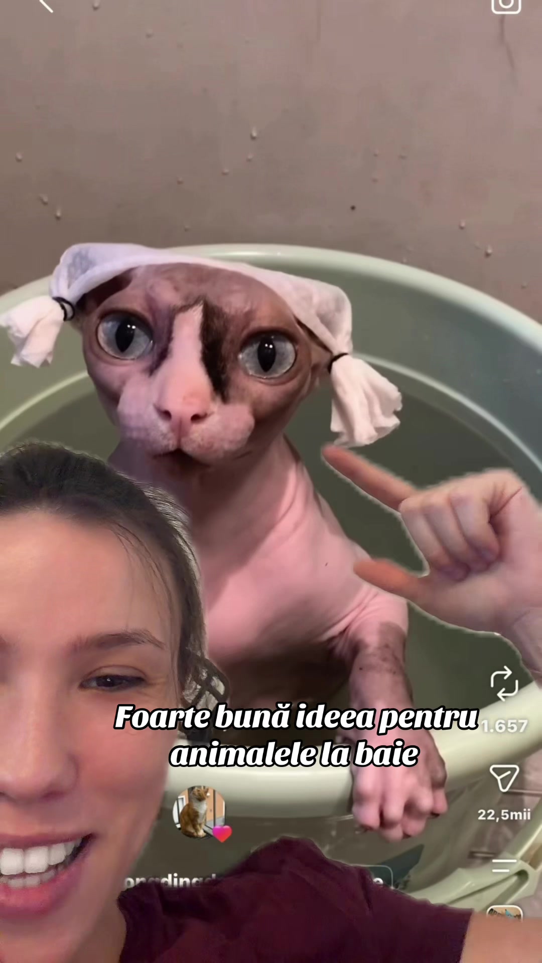 @Diana Ciortan Sphynx Romania