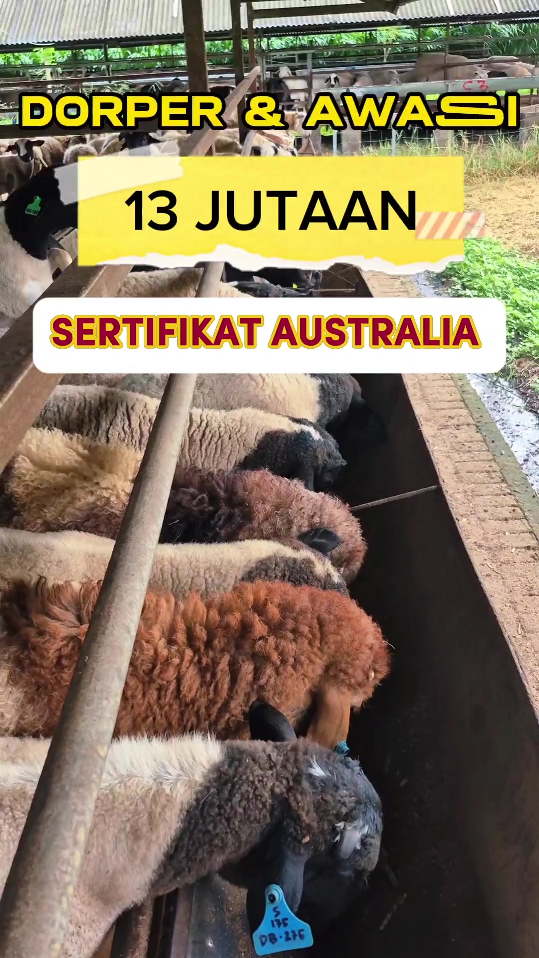 @Kambing Burja Official