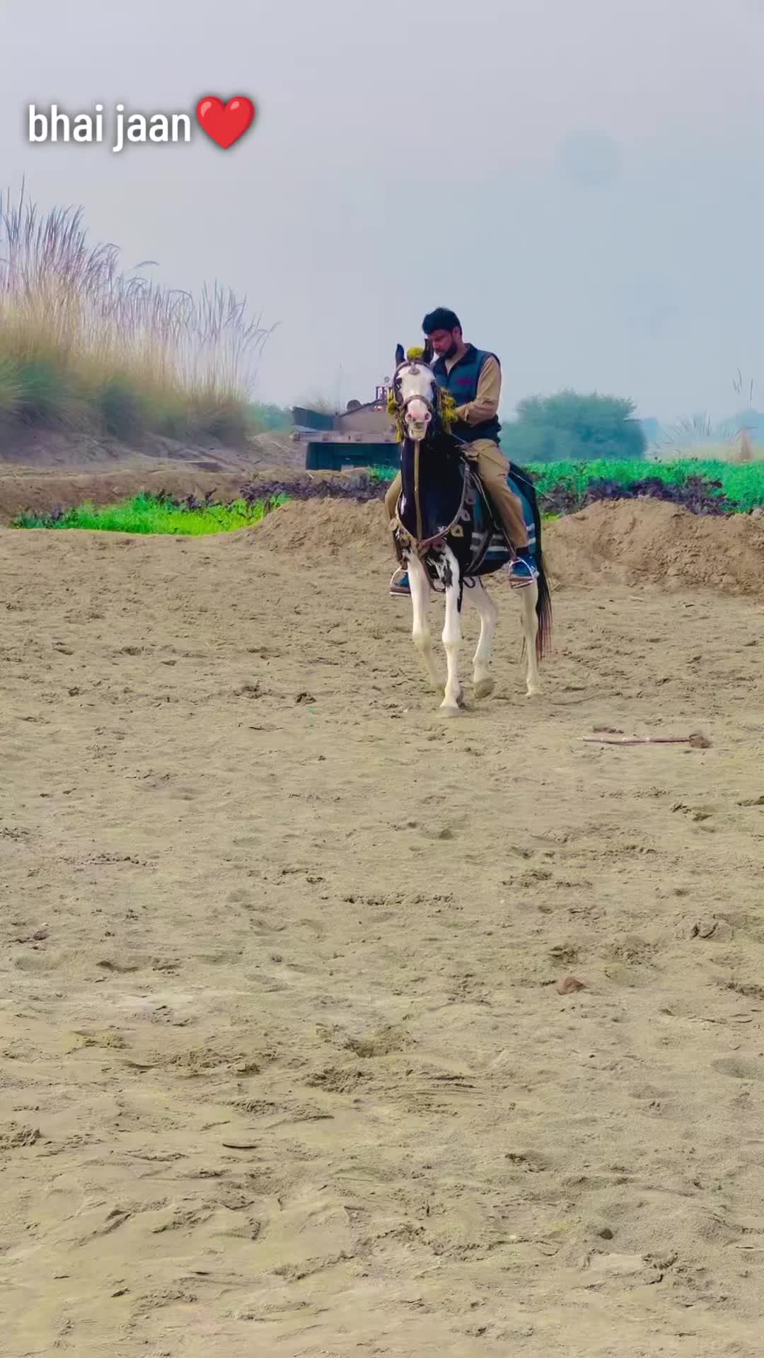 @Malik Ali Abbas Saggu🔥