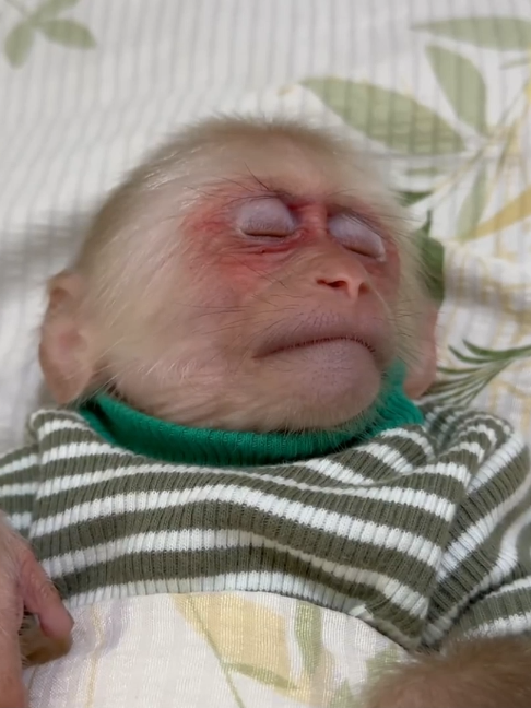 @Monkey TP