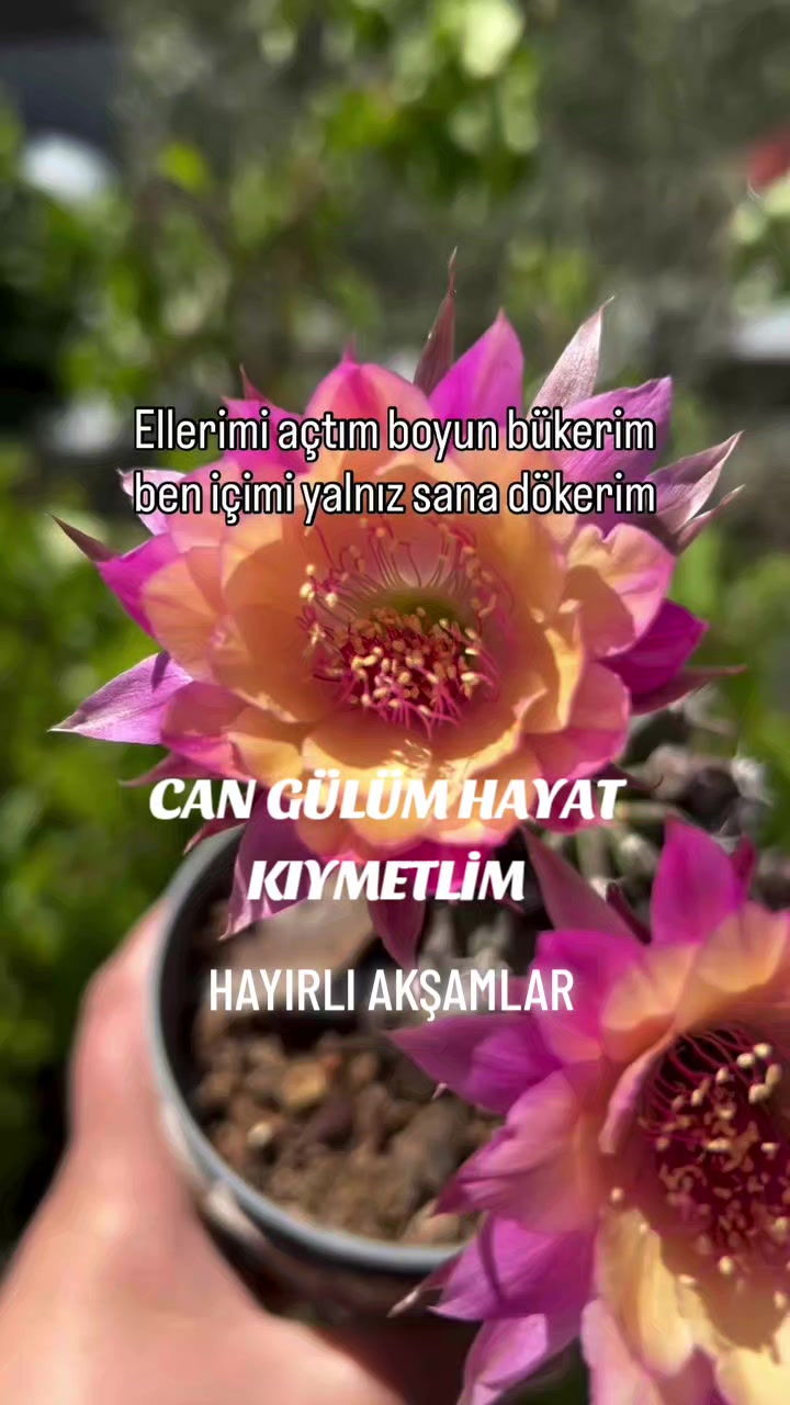 @Hasan Yılmaz