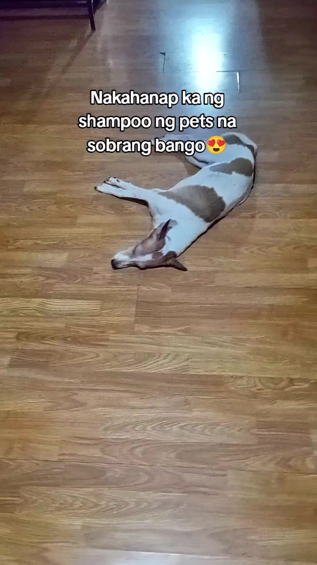@zhanieee