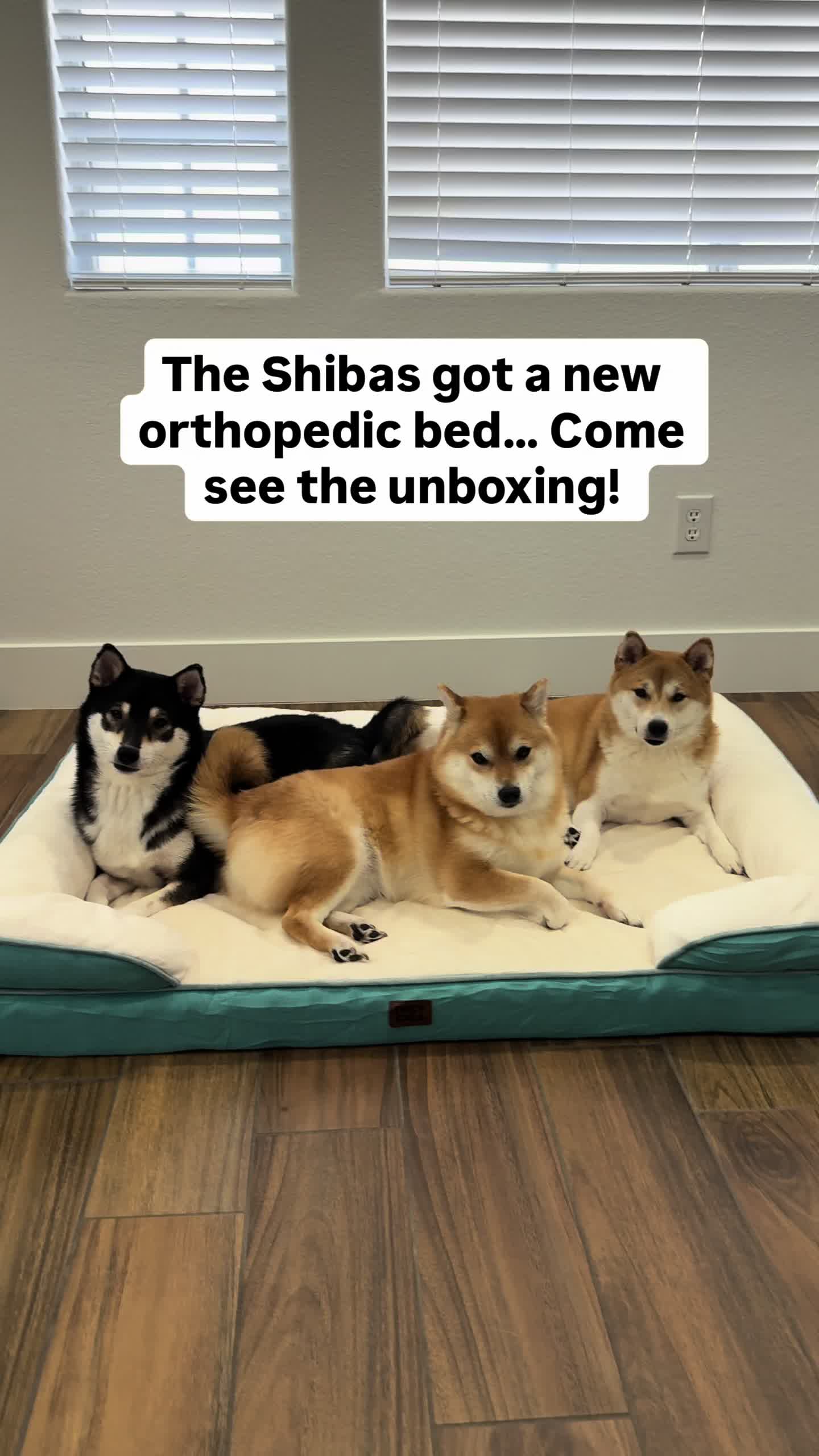 @Flock of Shibas 🐕🐕🐕
