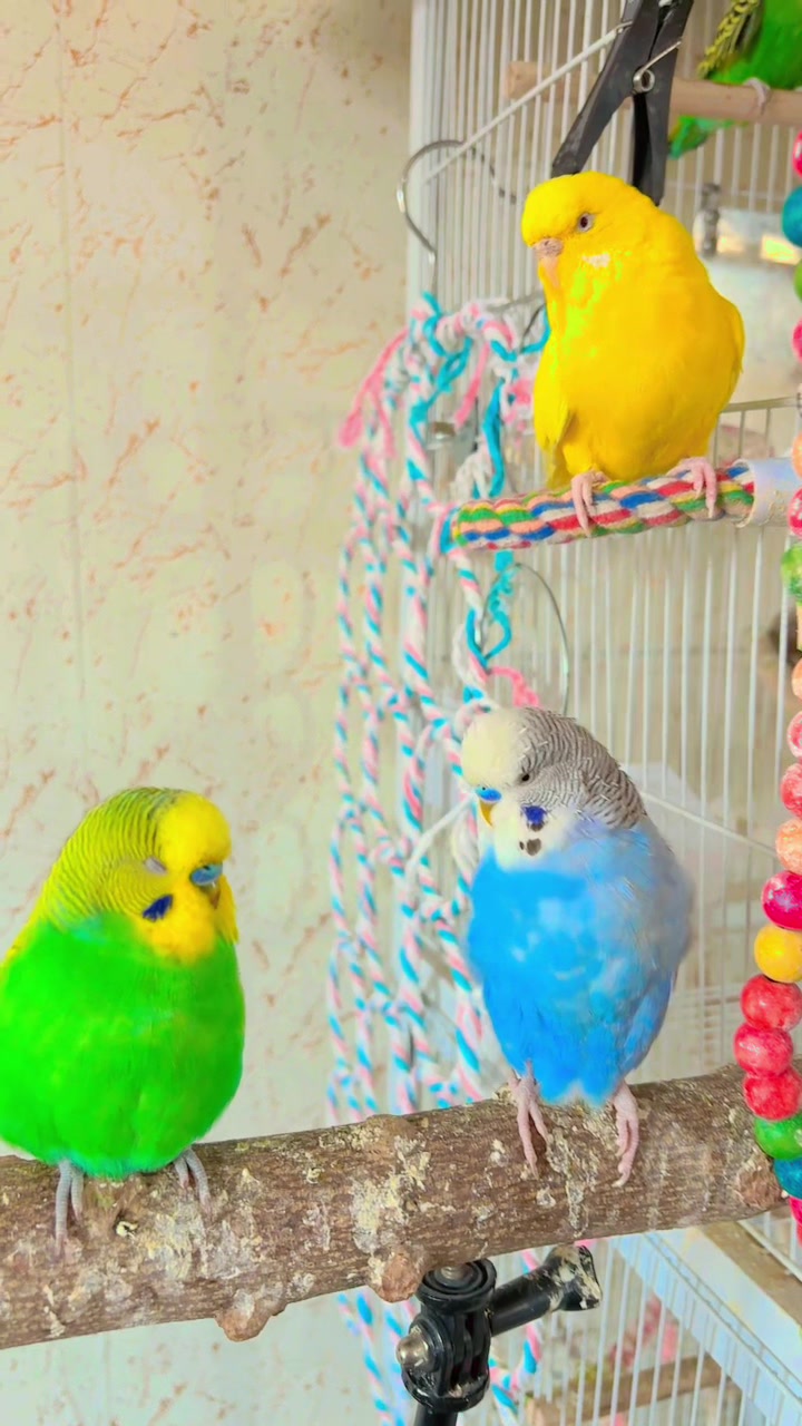 @Gem ♥️🦜