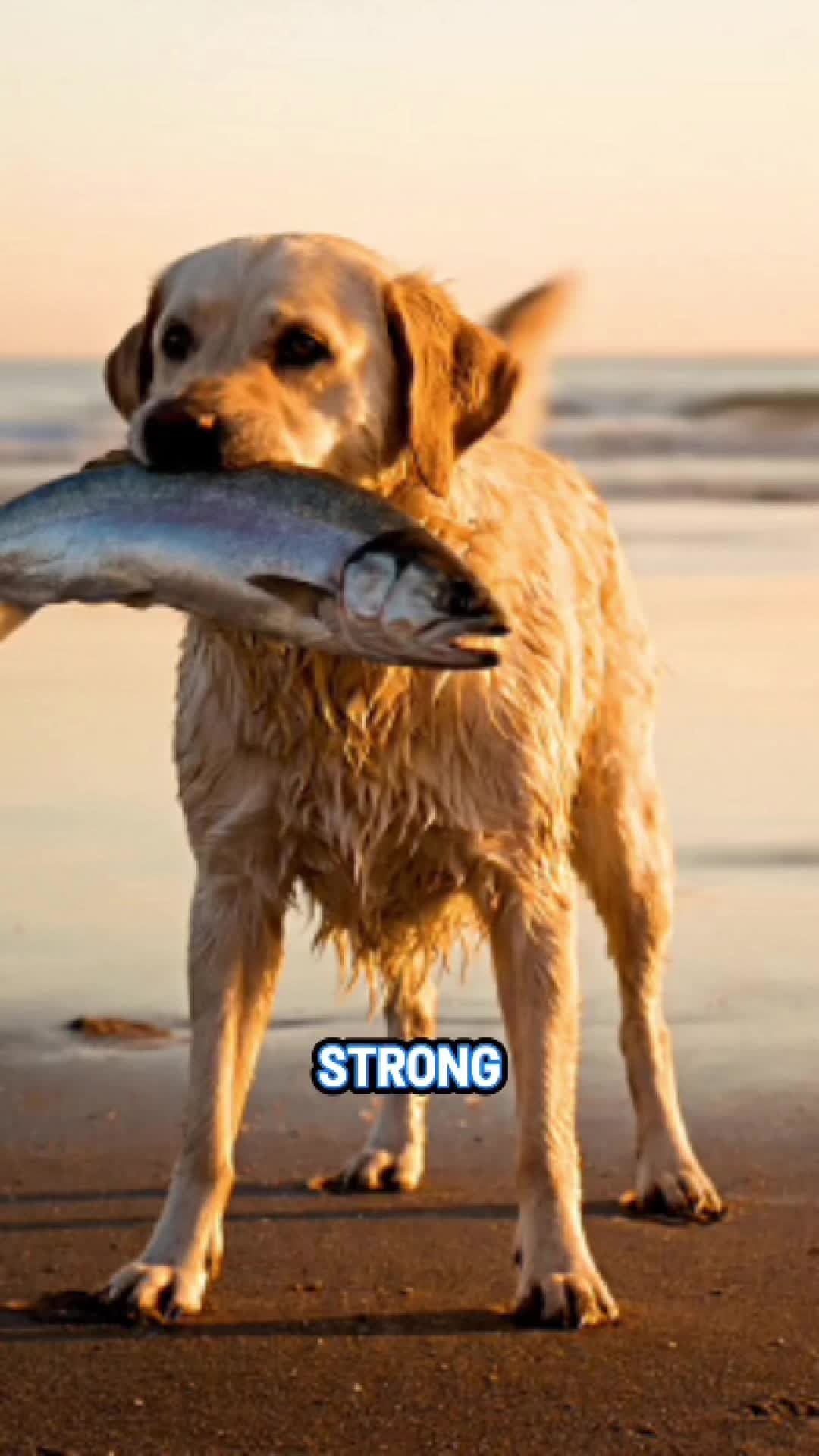 @JRE AnimalRants