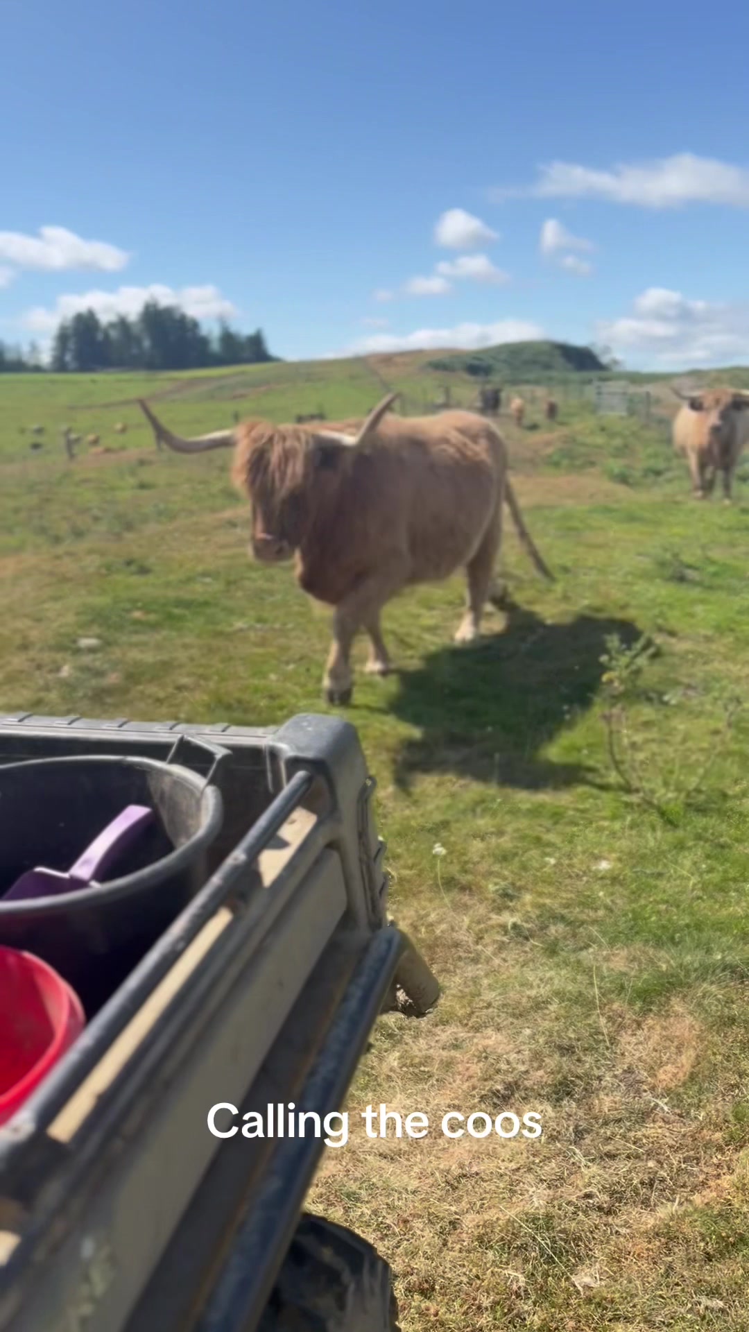 @Highland Coo Clan