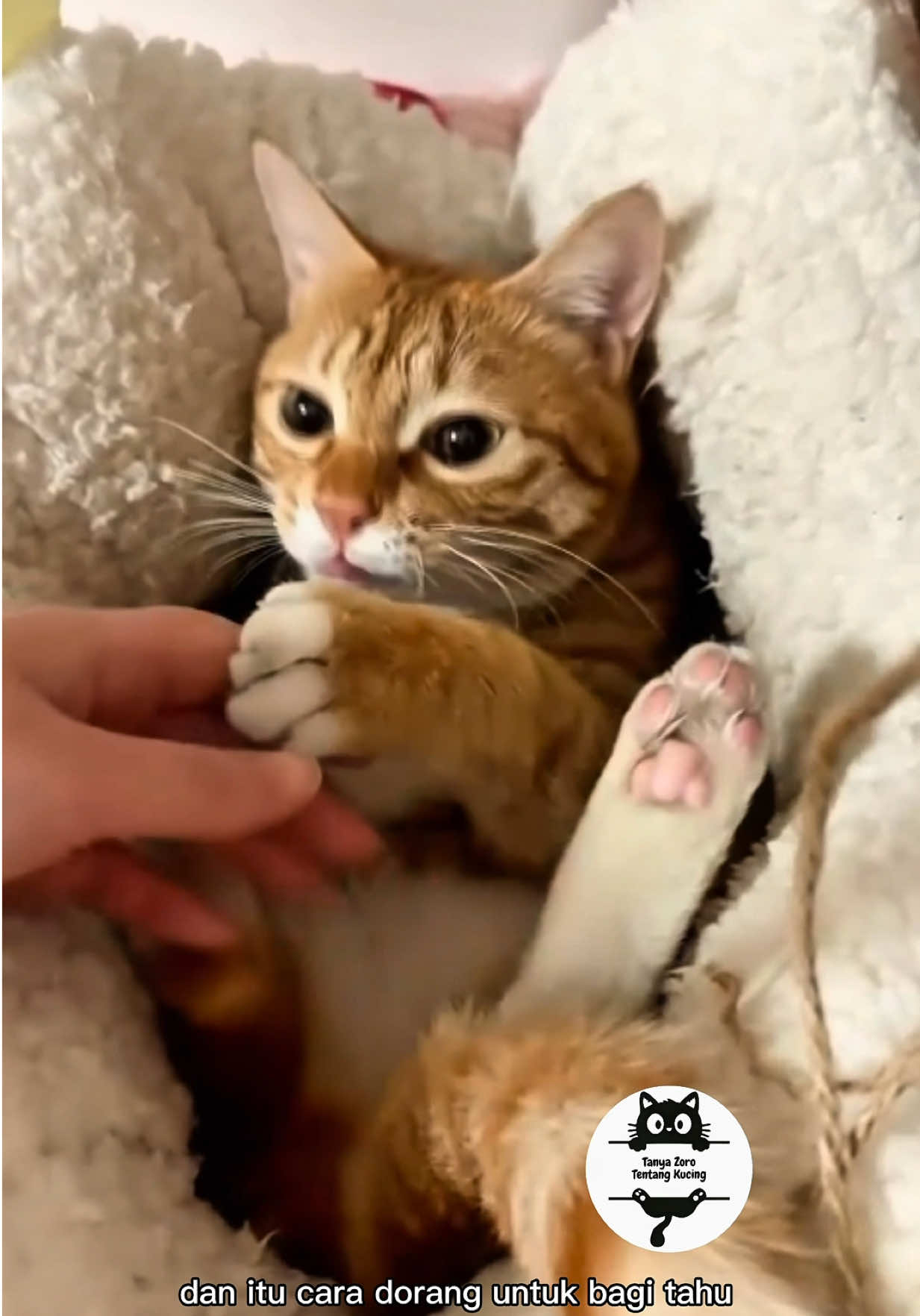 @ZOROPetCare