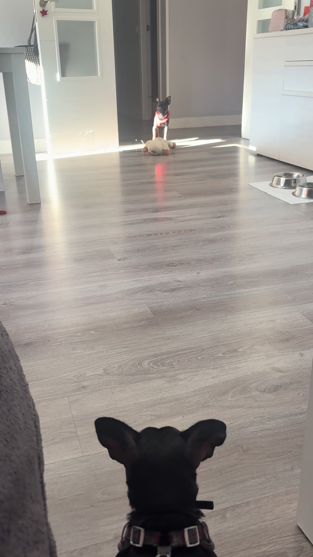 @PanDOGuitos 🐶