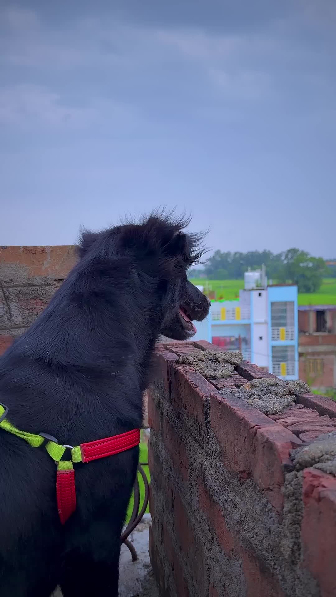 @Ankit Malakar Vlogs